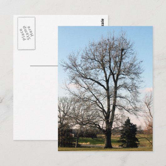 Sweet Gum Tree Postkarte (Vorne/Hinten)