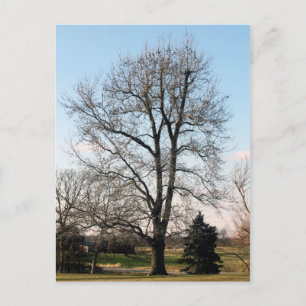 Sweet Gum Tree Postkarte