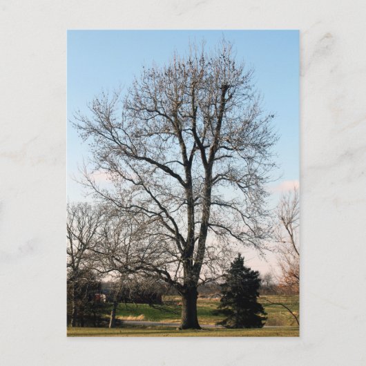 Sweet Gum Tree Postkarte (Vorderseite)