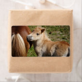 Sweet Haflinger Foal (Insitu)