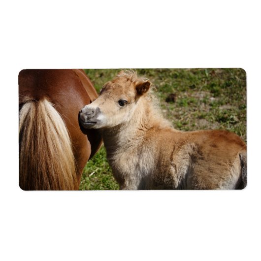 Sweet Haflinger Foal (Vorne)