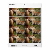 Sweet Haflinger Foal (Vorne)