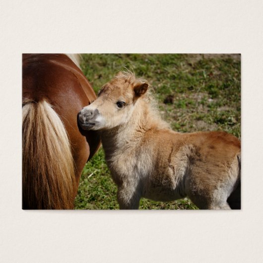 Sweet Haflinger Foal (Vorderseite)