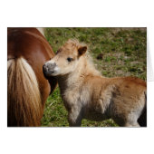 Sweet Haflinger Foal (Vorderseite (Horizontal))