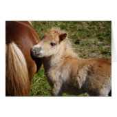 Sweet Haflinger Foal (Vorderseite (Horizontal))