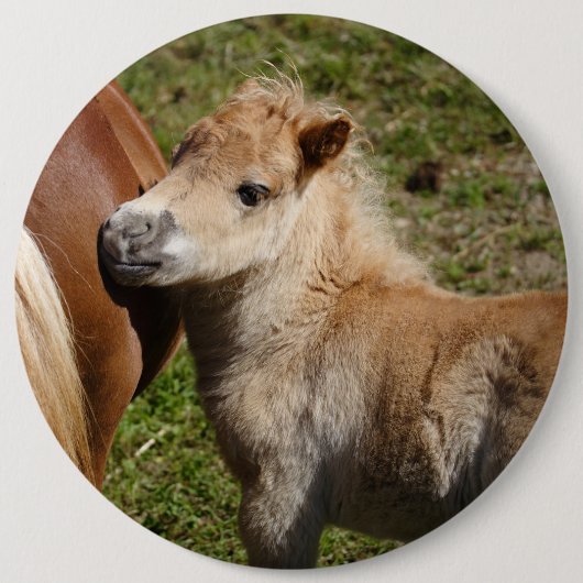 Sweet Haflinger Foal Button (Vorderseite)