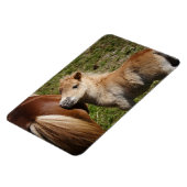 Sweet Haflinger Foal Magnet (Linke Seite)