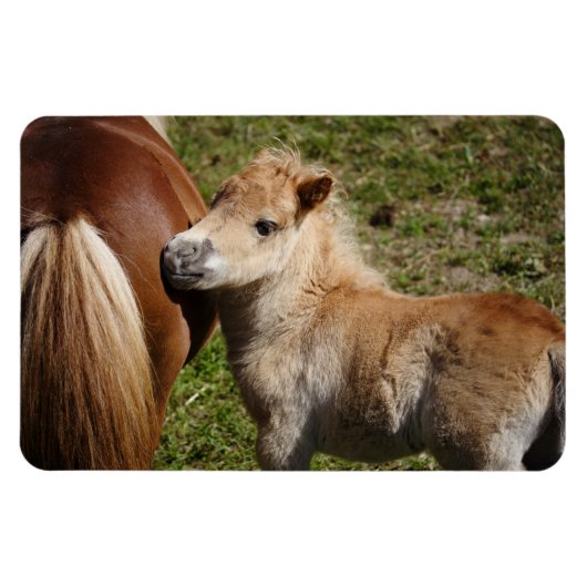 Sweet Haflinger Foal Magnet (Horizontal)