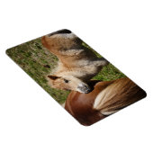 Sweet Haflinger Foal Magnet (Rechte Seite)