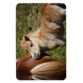 Sweet Haflinger Foal Magnet (Vertikal)