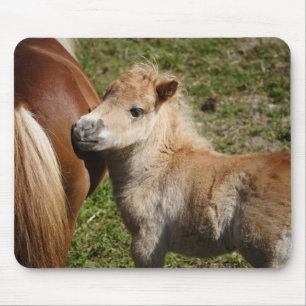 Sweet Haflinger Foal Mousepad