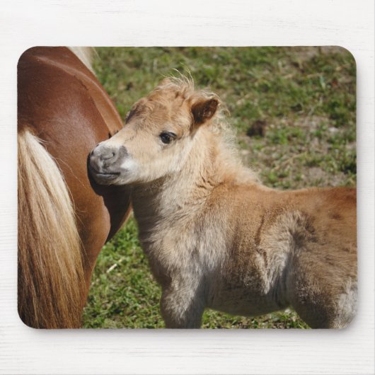 Sweet Haflinger Foal Mousepad (Vorne)