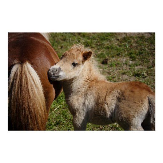 Sweet Haflinger Foal Poster (Vorderseite)