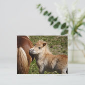 Sweet Haflinger Foal Postkarte (Stehend Vorderseite)
