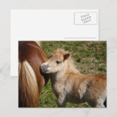 Sweet Haflinger Foal Postkarte (Vorne/Hinten)