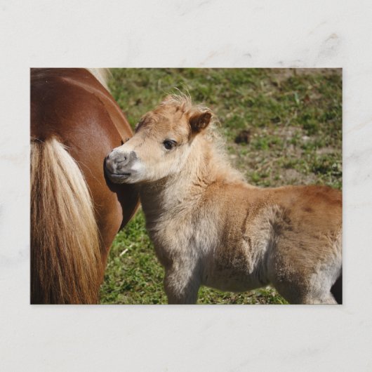 Sweet Haflinger Foal Postkarte (Vorderseite)