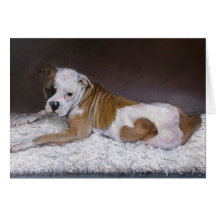 Sweet Heart, American Bulldog
