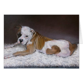 Sweet Heart, American Bulldog