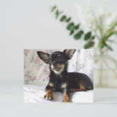 Sweet heart chihuahua Postcard Postkarte (Stehend Vorderseite)