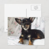Sweet heart chihuahua Postcard Postkarte (Vorne/Hinten)