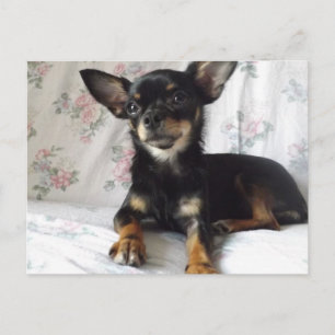 Sweet heart chihuahua Postcard Postkarte