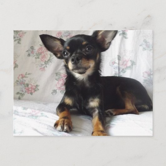 Sweet heart chihuahua Postcard Postkarte (Vorderseite)