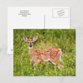 Sweet Innocence Postkarte (Vorne/Hinten)