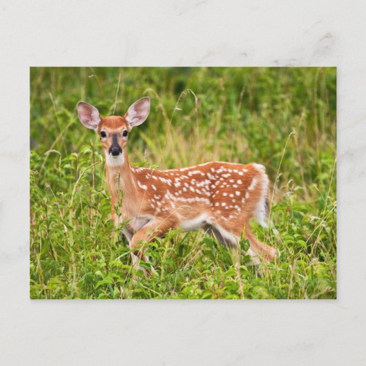 Sweet Innocence Postkarte (Vorderseite)