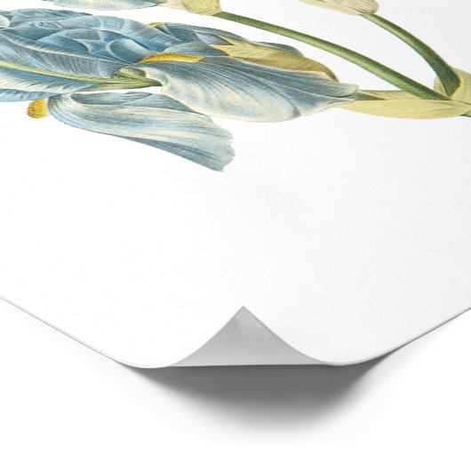 sweet iris(Iris pallida) by Redouté Poster (Ecke)