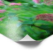 Sweet Joe Pye Weed Wildblume 8x8 Fotodruck (Ecke)