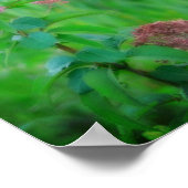 Sweet Joe Pye Weed Wildblume Poster (Ecke)