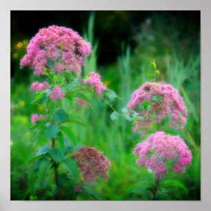 Sweet Joe Pye Weed Wildblume Poster