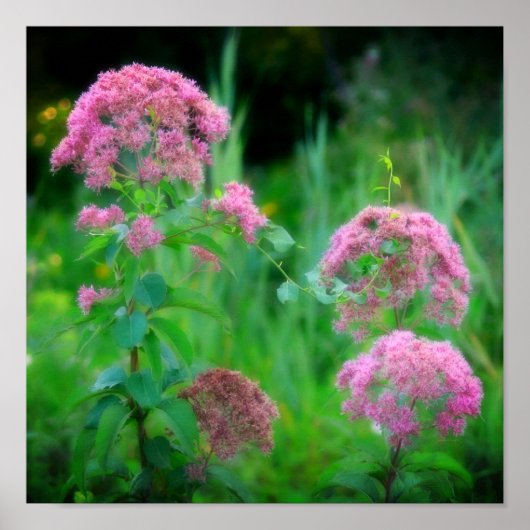 Sweet Joe Pye Weed Wildblume Poster (Vorne)