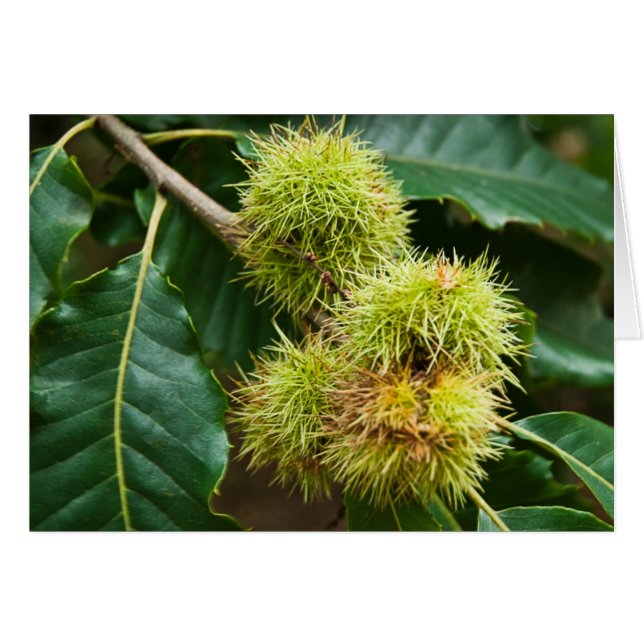Sweet Kastanien (Vorderseite (Horizontal))