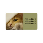 Sweet Kitten / Cat Foto Address Label Adressaufkleber (Vorne)