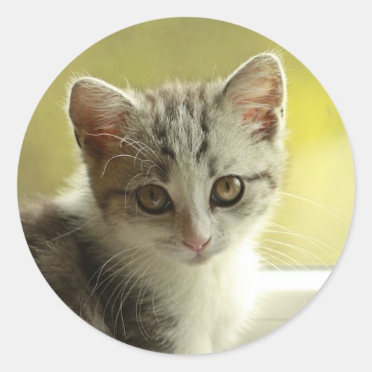 Sweet Kitten Face Round Sticker (Vorderseite)