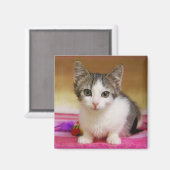Sweet Kitten Magnet (Vorderseite/Rückseite)