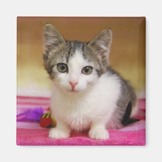Sweet Kitten Magnet (Vorne)