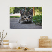 Sweet Kitten Print Poster (Küche)