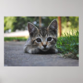 Sweet Kitten Print Poster (Vorne)