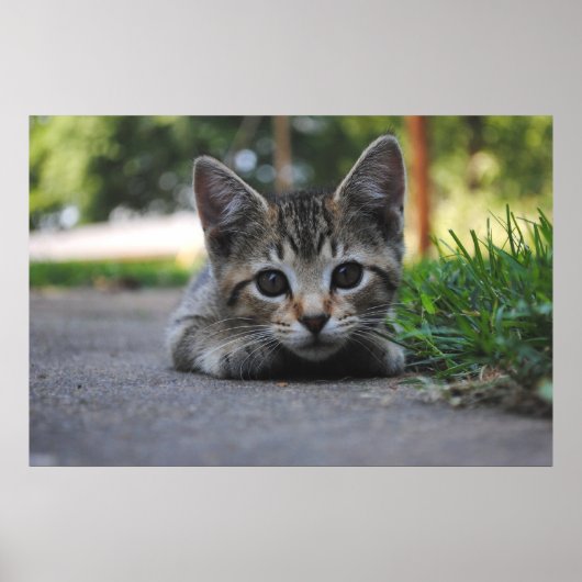 Sweet Kitten Print Poster (Vorne)