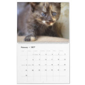 Sweet Kittens 2024 Katzen Kalender (Feb 2027)
