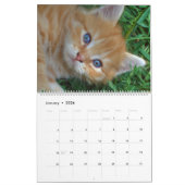 Sweet Kittens 2024 Katzen Kalender (Jan 2026)
