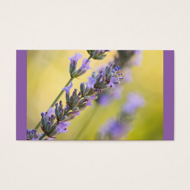 Sweet Lavendel (Vorderseite)