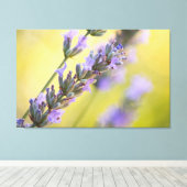 Sweet Lavendel Leinwanddruck (Insitu (Holzboden))
