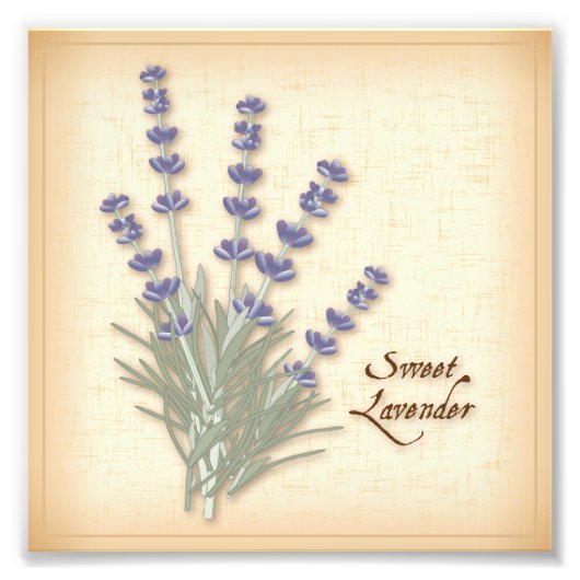 Sweet Lavender Foto Print (Vorne)