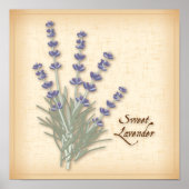 Sweet Lavender Poster (Vorne)