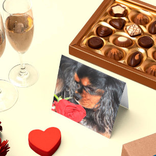 Sweet Liebe Cavalier King Charles Spaniel