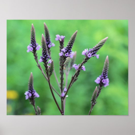 Sweet Lila Vervain Wildblume Poster (Vorne)
