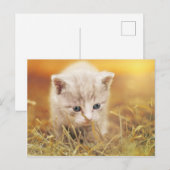 Sweet Little Cat Postkarte (Vorne/Hinten)